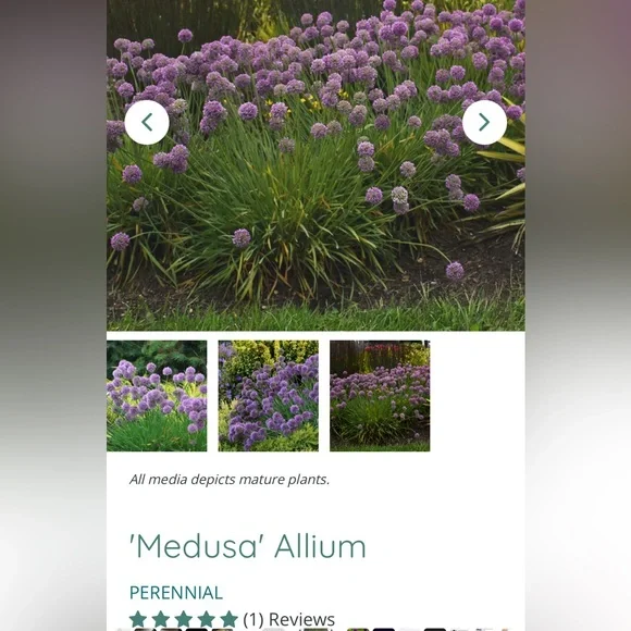 NWT~Hanes Premium Ankle Socks - Picture 10 of 14